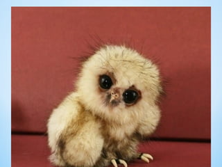 Cute Creatures 