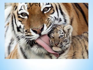 Cute Creatures 