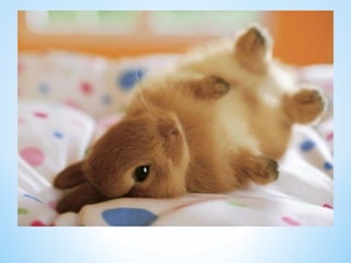 Cute Creatures 