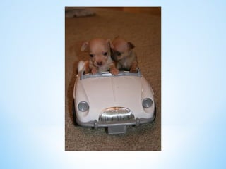 Cute Creatures 