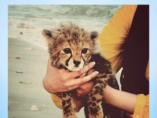 Cute Creatures 