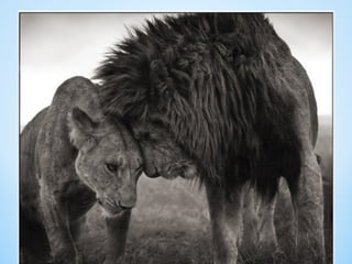 Cute Creatures 