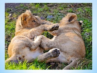 Cute Creatures 