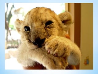 Cute Creatures 