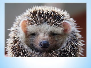Cute Creatures 