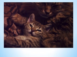 Cute Creatures 