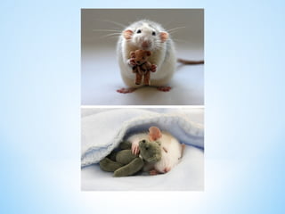 Cute Creatures 