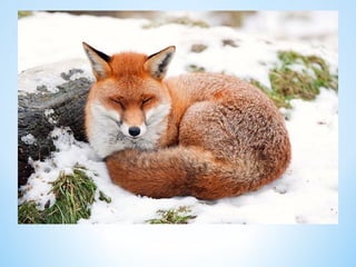 Cute Creatures 