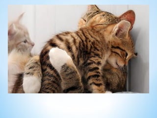 Cute Creatures 