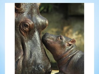 Cute Creatures 