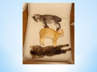 Cute Creatures 