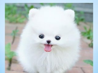Cute Creatures 