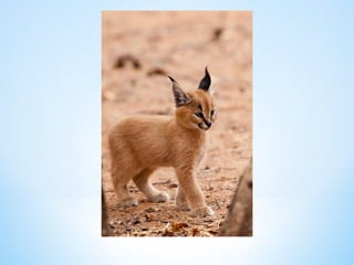 Cute Creatures 