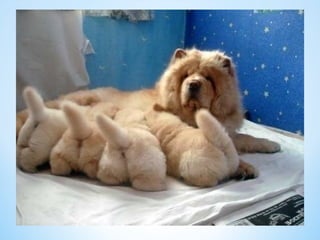 Cute Creatures 
