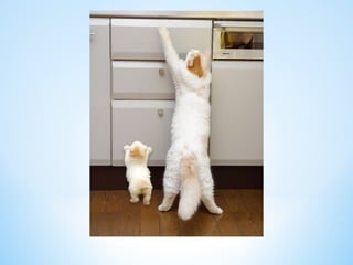 Cute Creatures 