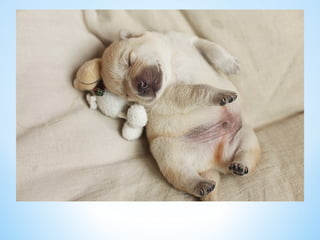 Cute Creatures 