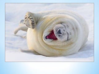 Cute Creatures 