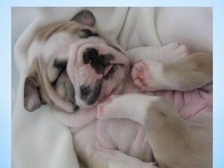 Cute Creatures 