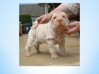 Cute Creatures 