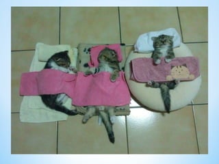 Cute Creatures 