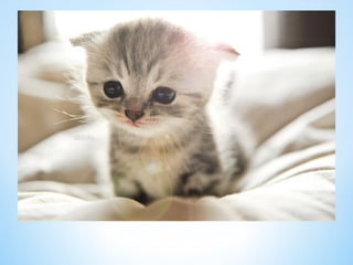 Cute Creatures 