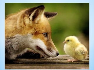 Cute Creatures 