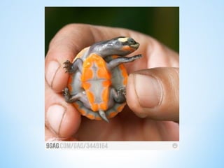 Cute Creatures 