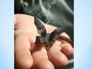 Cute Creatures 