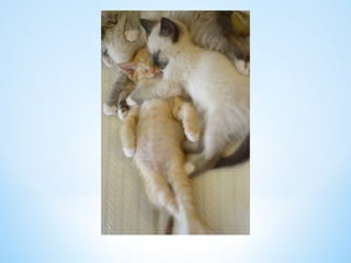 Cute Creatures 