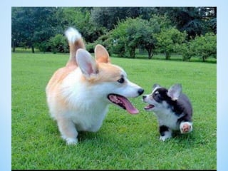 Cute Creatures 