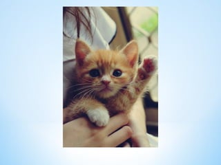Cute Creatures 