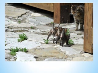 Cute Creatures 
