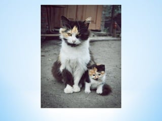 Cute Creatures 