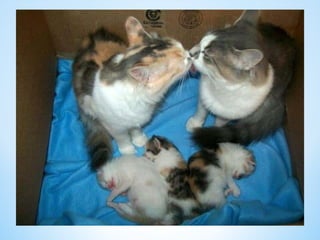 Cute Creatures 
