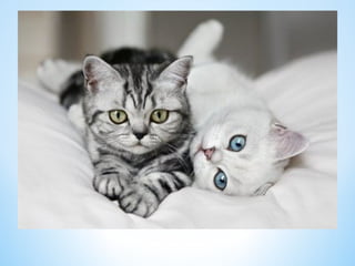 Cute Creatures 