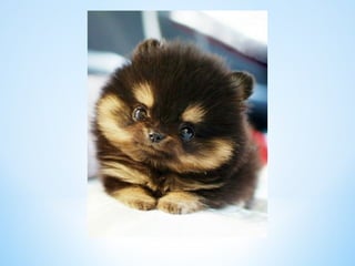 Cute Creatures 