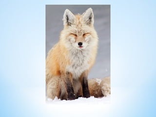 Cute Creatures 