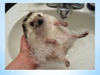 Cute Creatures 