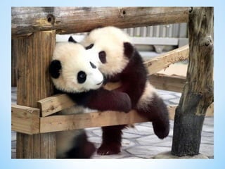 Cute Creatures 