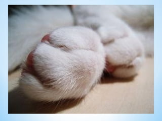 Cute Creatures 