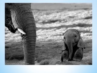Cute Creatures 