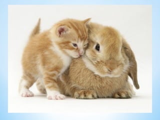 Cute Creatures 