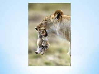 Cute Creatures 
