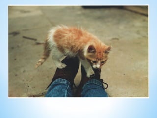 Cute Creatures 