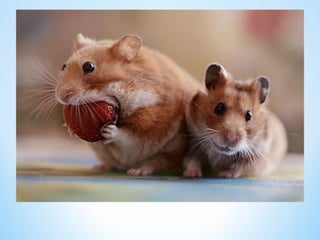 Cute Creatures 