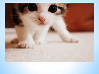 Cute Creatures 