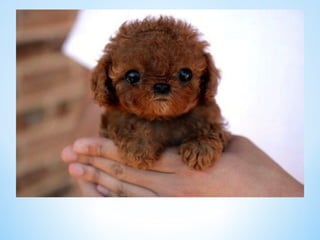 Cute Creatures 