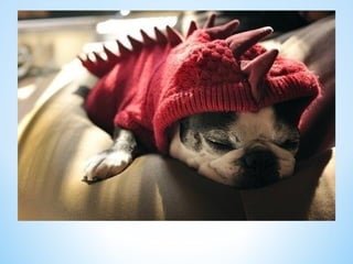 Cute Creatures 
