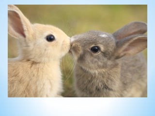 Cute Creatures 