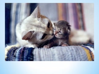 Cute Creatures 